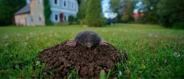 Les plantes répulsives contre les taupes et comment les utiliser avec ...